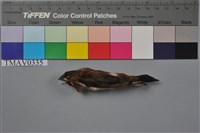 藏品(白腰文鳥)的圖片